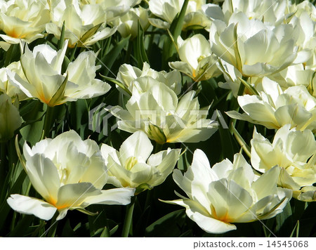 Washington Carpet of White tulips 2010 14545068