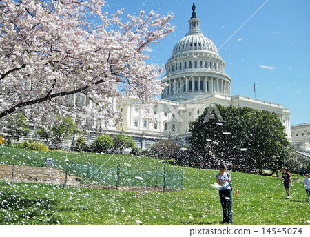 Washington Cherry Blossoms and Capitol 2010 Washington Cherry Blossoms and Capitol 2010 14545074