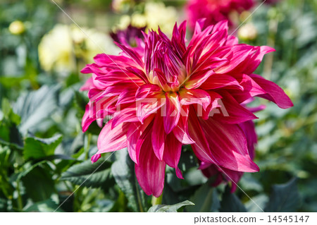 Dahlia 14545147