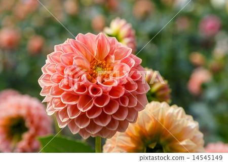 Dahlia 14545149
