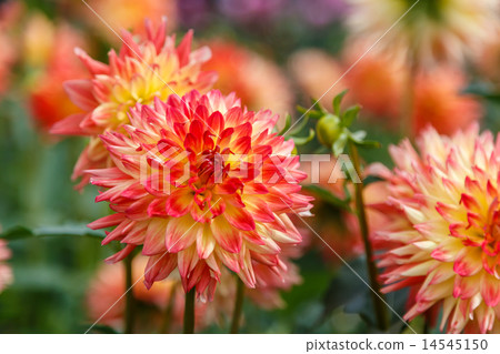 Dahlia 14545150