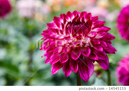 Dahlia 14545153
