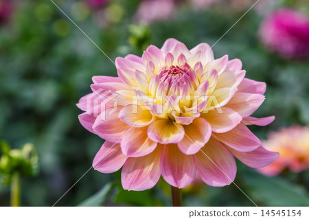 Dahlia 14545154