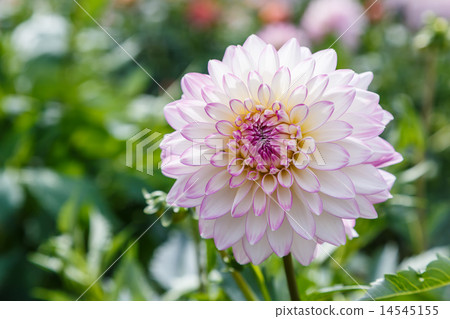 Dahlia 14545155