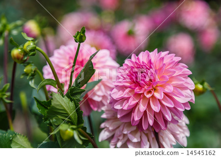 Dahlia 14545162