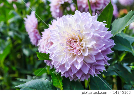 Dahlia Dahlia 14545163