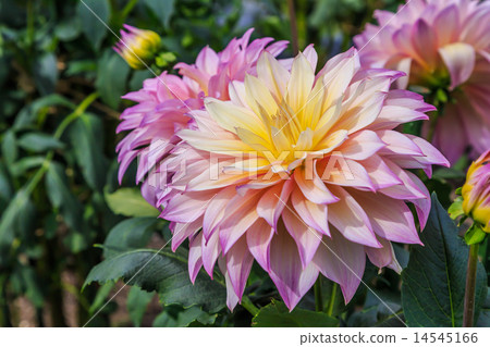 Dahlia 14545166