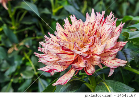 Dahlia Dahlia 14545167