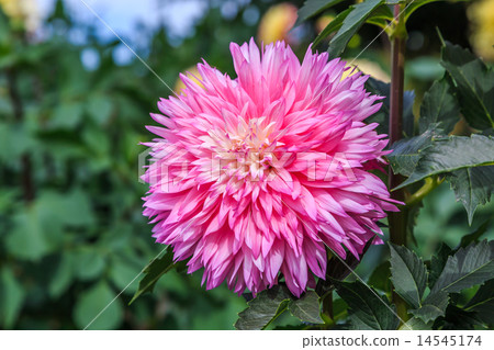 Dahlia Dahlia 14545174