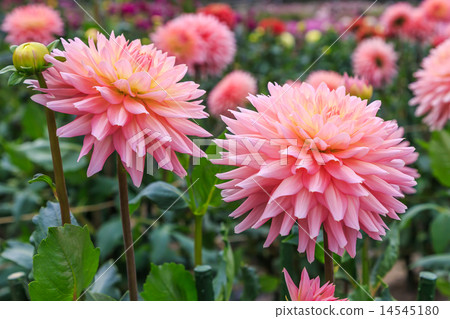 Dahlia Dahlia 14545180