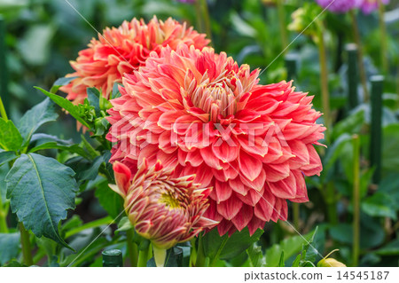 Dahlia 14545187