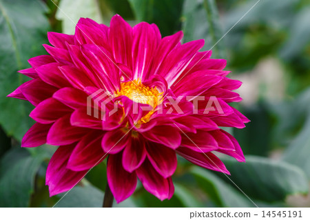 Dahlia 14545191