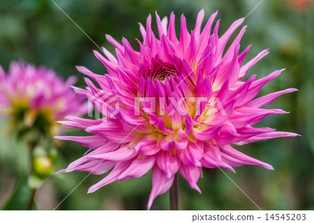 Dahlia 14545203