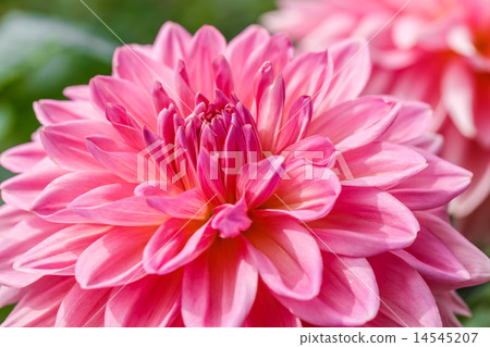 Dahlia 14545207