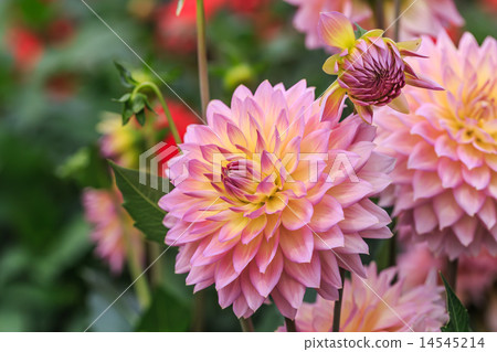 Dahlia 14545214