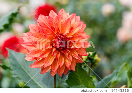 Dahlia Dahlia 14545216