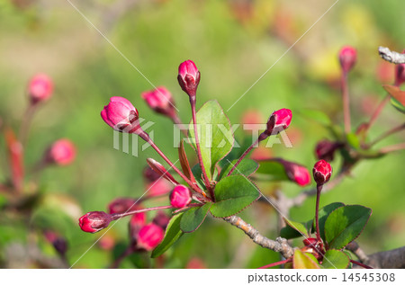 Hana Ha Tang (Hanakaoido) Hana Ha Tang (Hanakaoido) 14545308