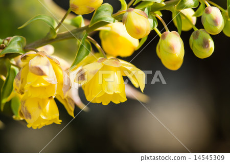 霍莉南(功勞粳稻) 霍莉南(功勞粳稻) 14545309