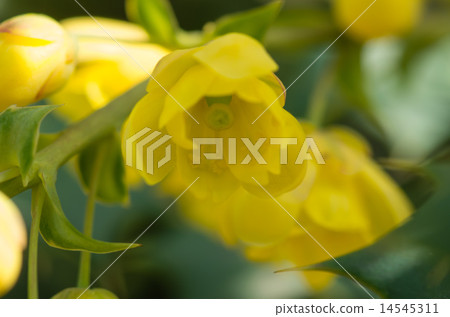 霍莉南(功勞粳稻) 霍莉南(功勞粳稻) 14545311