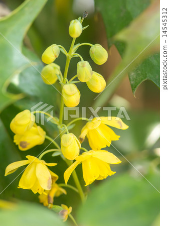 霍莉南(功勞粳稻) 霍莉南(功勞粳稻) 14545312