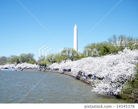 Washington Cherry on shore of Tidal Basin 2010 Washington Cherry on shore of Tidal Basin 2010 14545376