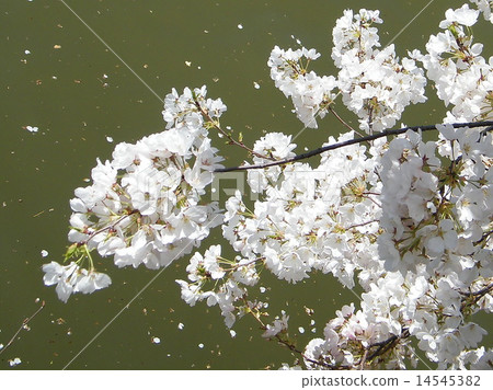 Washington Cherry Petals on the Tidal Basin 2010 Washington Cherry Petals on the Tidal Basin 2010 14545382