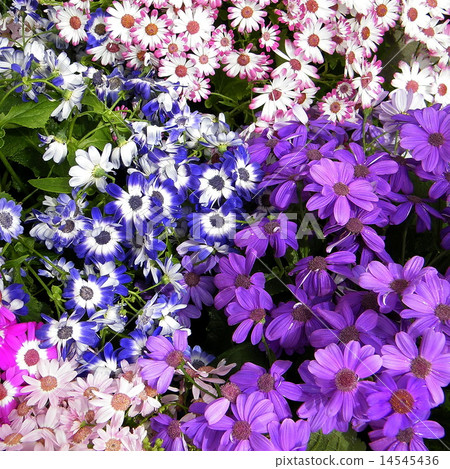 Washington Daisies in garden April 2010 14545436