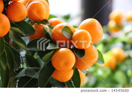 The fruit of the kumquat that climbs the sun 14545680