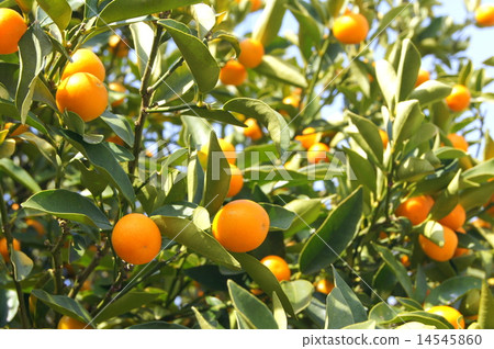 Suzubarin的金橘 成熟的漢字 照片素材 圖片 圖庫