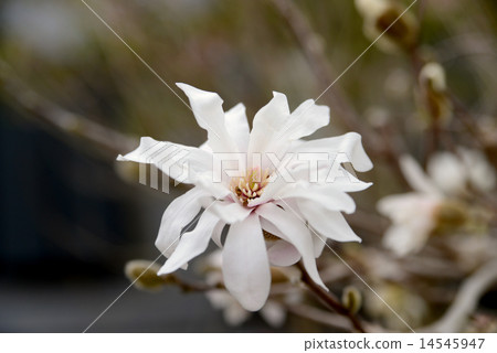 Kobushi花 Kobushi花 14545947