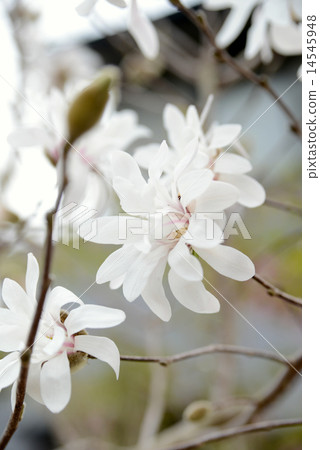 Kobushi flower Kobushi flower 14545948