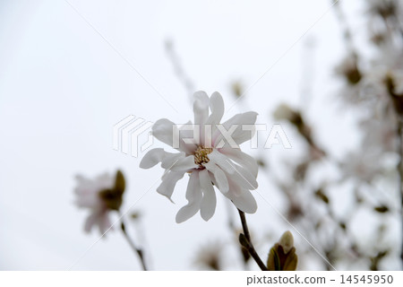 Kobushi flower 14545950