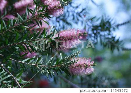 Hanamaki is called a brush tree. 14545972