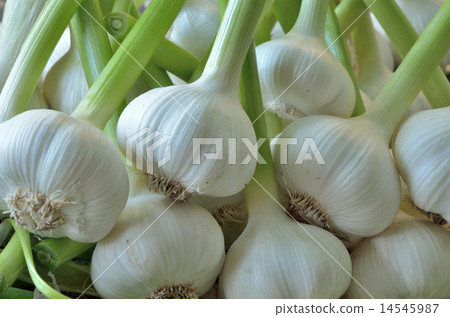 After harvesting, peel the outer skin and clean the garlic 14545987