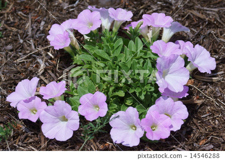 Muroto morning glory is called Tsukubane Arisagao Petunia. Muroto morning glory is called Tsukubane Arisagao Petunia. 14546288