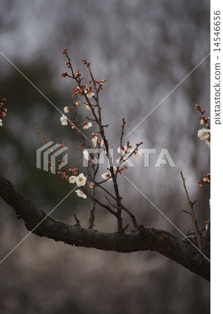 春季 春季 14546656