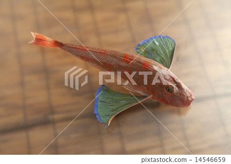 魴魚 14546659
