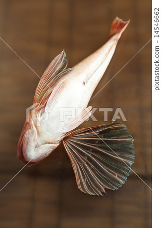 魴魚 14546662