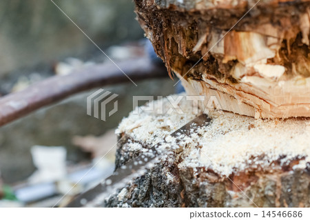the tree 14546686