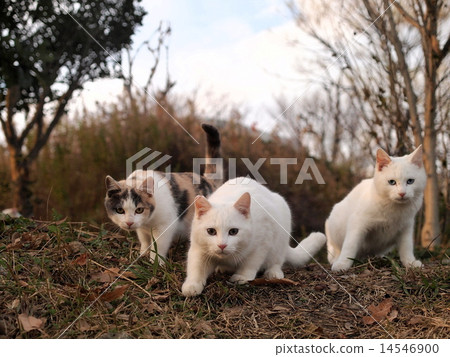 三隻小貓 三隻小貓 14546900