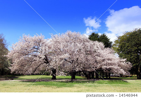 Cherry blossoms at Kinutakoen 14546944