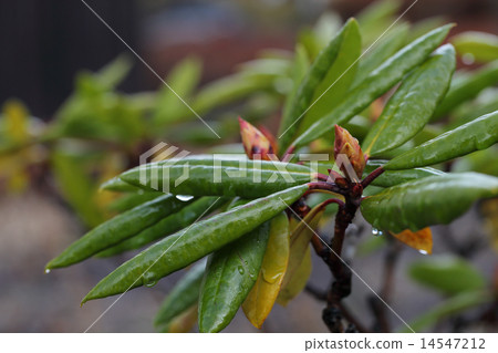 西部杜鵑花的芽和雨滴 西部杜鵑花的芽和雨滴 14547212