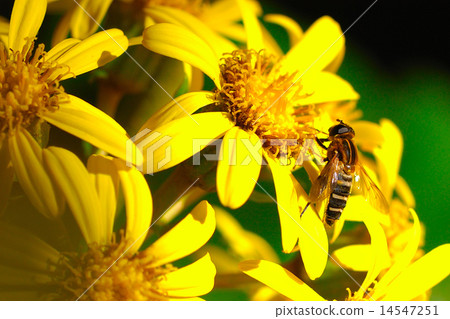 Hanaab and yellow flowers Hanaab and yellow flowers 14547251