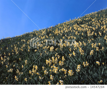淡路島,Nada Kuroiwa Water在Senzen“日本三大面料”/ Tsurugiyama / Seto內陸海國家公園的Nihesuisensen大群 淡路島,Nada Kuroiwa Water在Senzen“日本三大面料”/ Tsurugiyama / Seto內陸海國家公園的Nihesuisensen大群 14547284