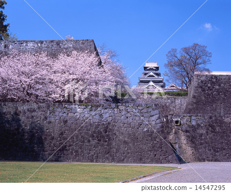 Cherry blossoms of Kumamoto Castle (aka: Ginkgo Castle) / "Three Japanese Castles" / "National Designation Special Historic Site" / "Japan Cherry Blossom Election 100" / 14547295