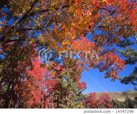 "Country designation scenic spot" Autumnal leaves of colorful Nankinghase of Nara Park and Mt. Wakakusa / "100 Cherry blossoms in Japan" "Country designation scenic spot" Autumnal leaves of colorful Nankinghase of Nara Park and Mt. Wakakusa / "100 Cherry blossoms in Japan" 14547296