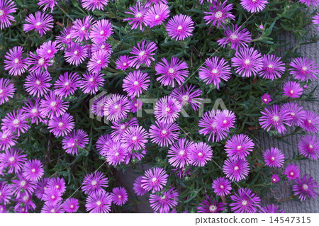 My name is pine needle bamboo shoots. My name is pine needle bamboo shoots. 14547315