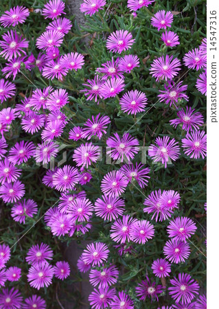 My name is pine needle bamboo shoots. My name is pine needle bamboo shoots. 14547316