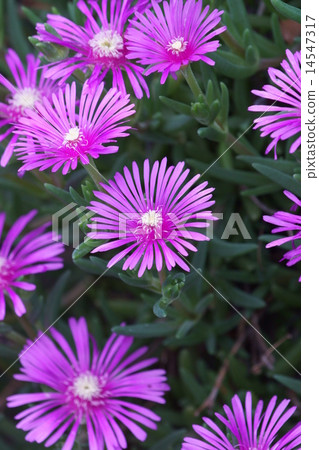 My name is pine needle bamboo shoots. My name is pine needle bamboo shoots. 14547317