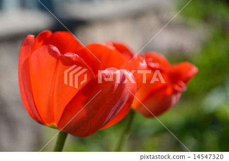 Tulips at home 14547320